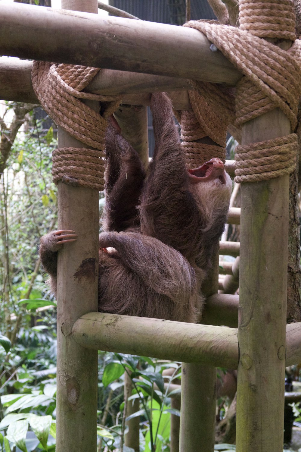 a baby sloth hanging from a wooden structure