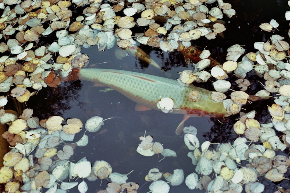 a koi fish swimming in a pond filled with rocks