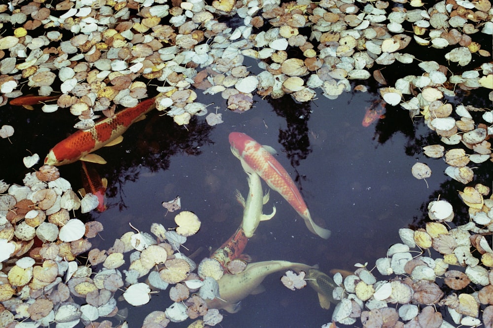 a group of fish swimming in a pond