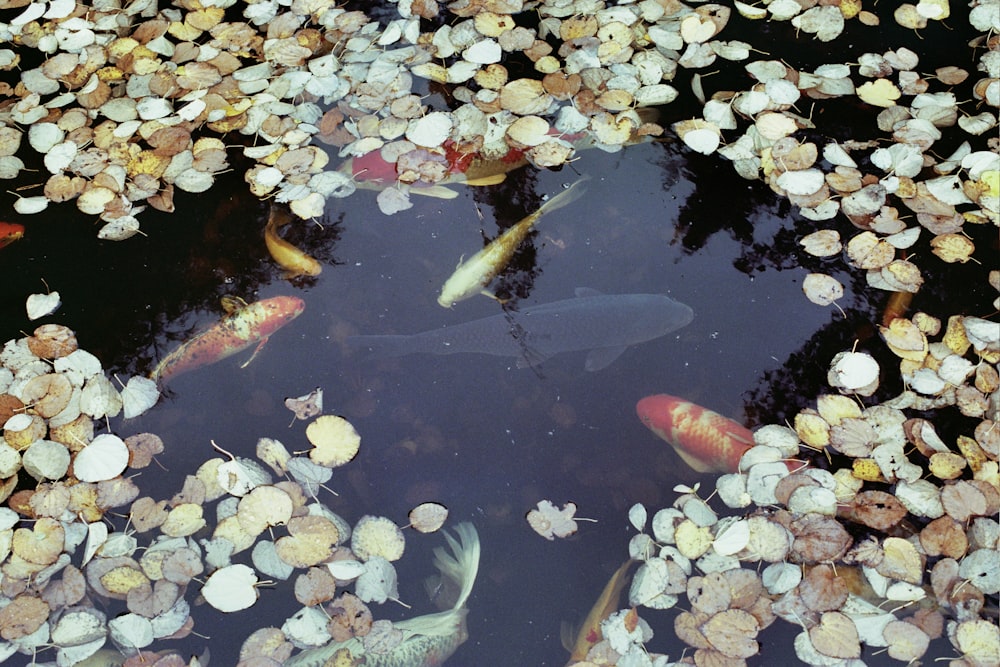 a group of fish swimming in a pond