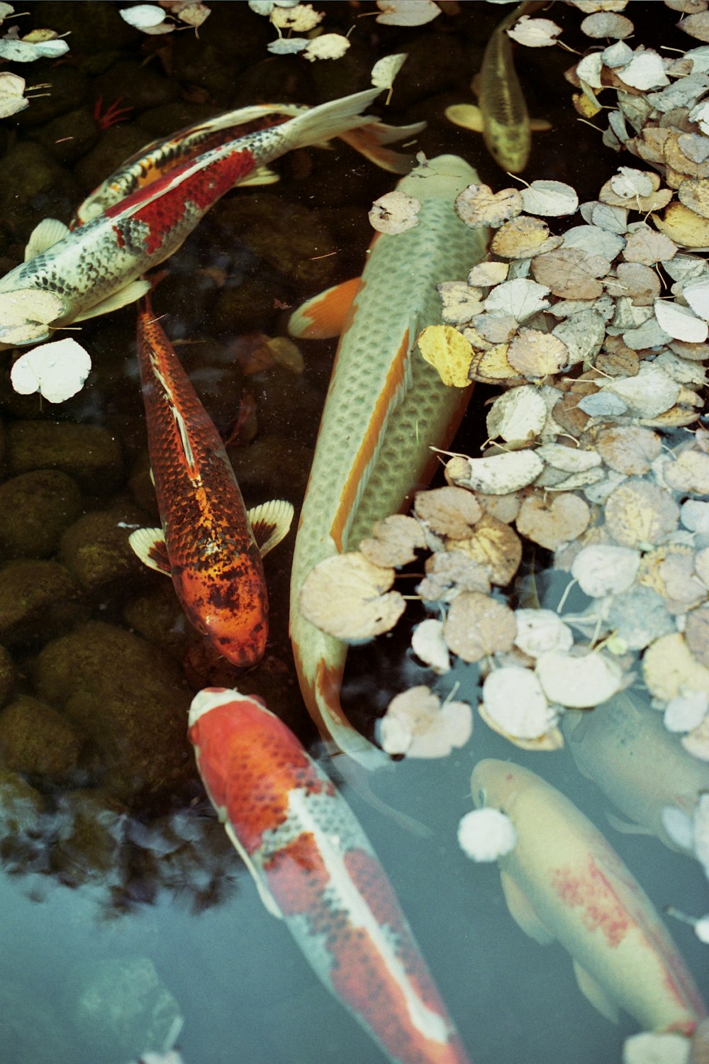 a group of koi fish swimming in a pond