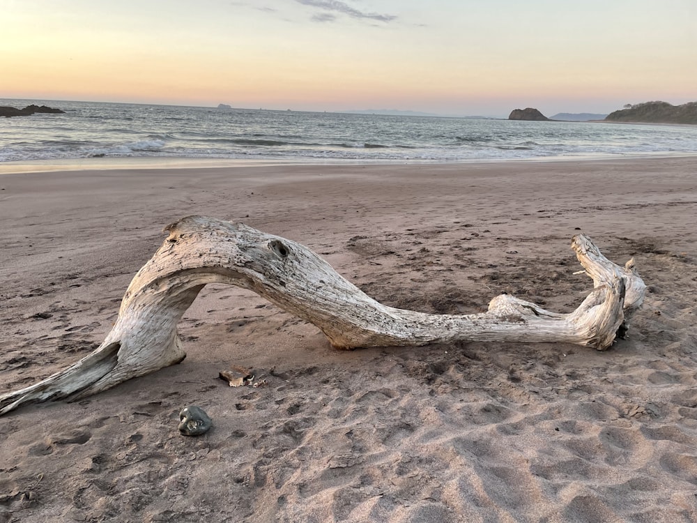 a driftwood on a beach with the ocean in the background