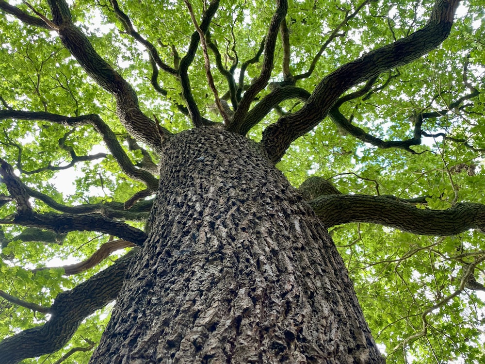 ein hoher Baum mit vielen grünen Blättern