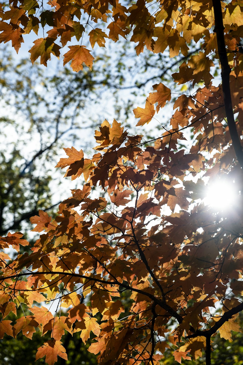 the sun shines through the leaves of a tree