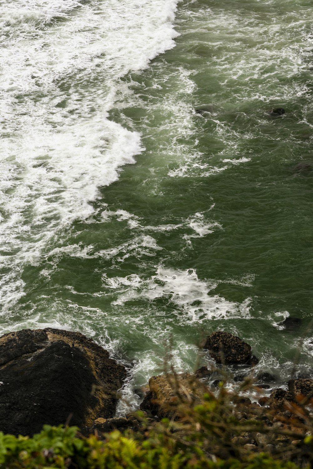 a bird sitting on a rock near the ocean