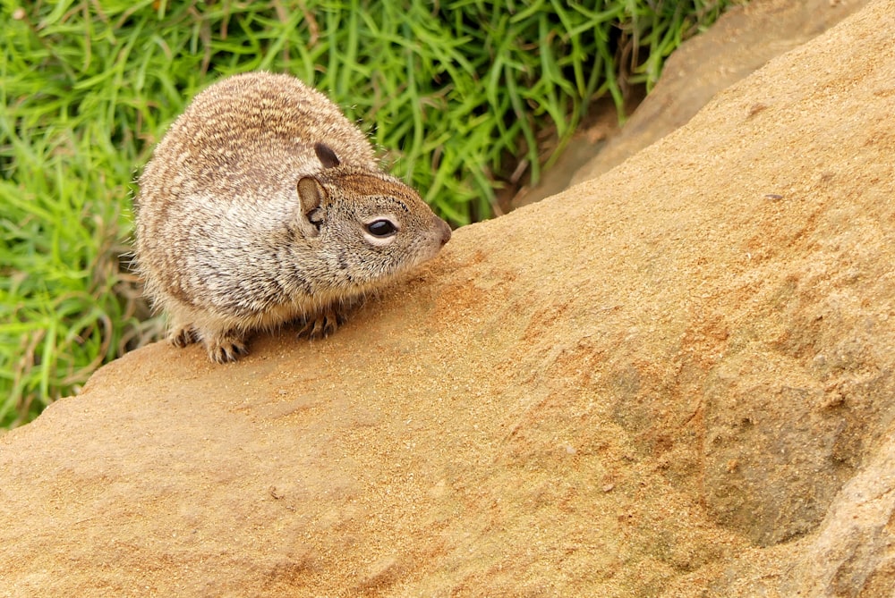 un pequeño roedor sentado en lo alto de una roca