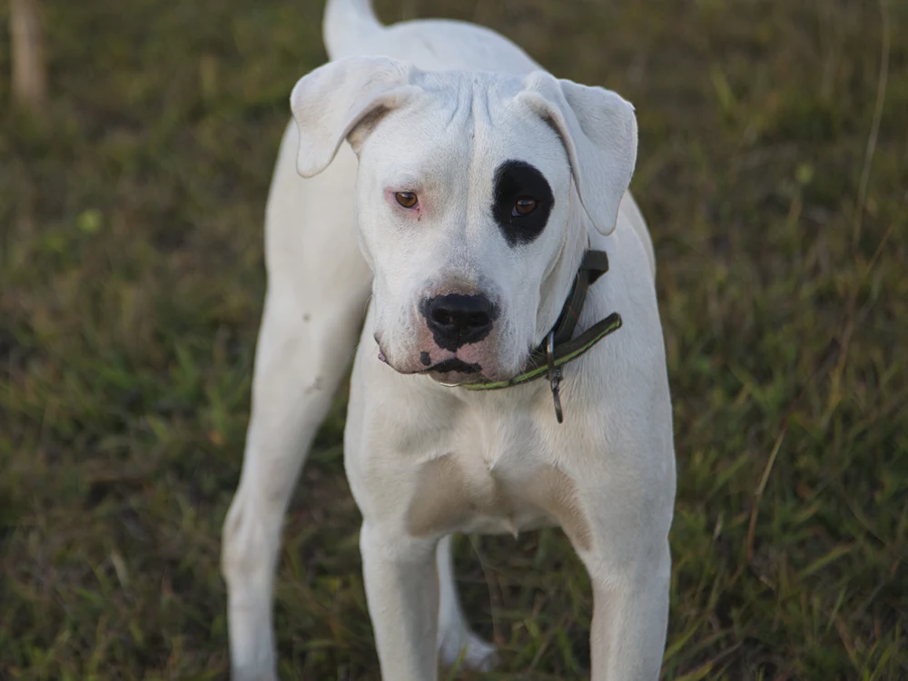 Dogo Argentino, photo 3