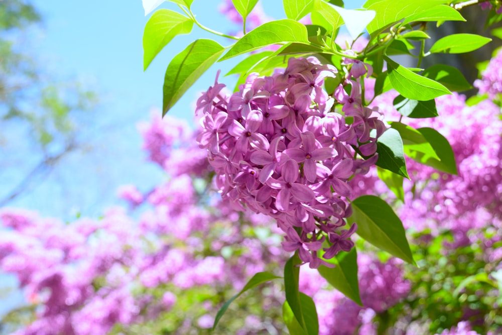 a bunch of purple flowers growing on a tree