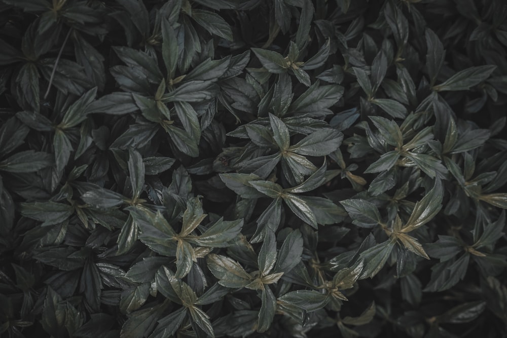 a bunch of leaves that are on a wall