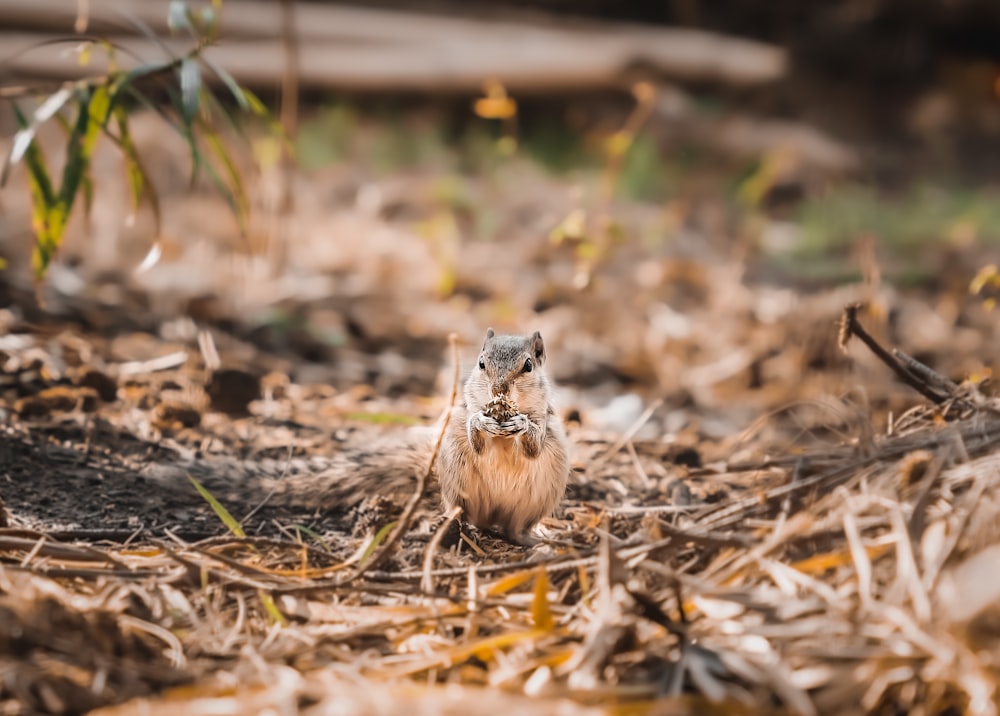 a small bird sitting on the ground in the grass