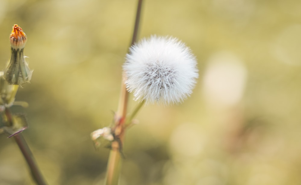 a close up of a dandelion with a blurry background