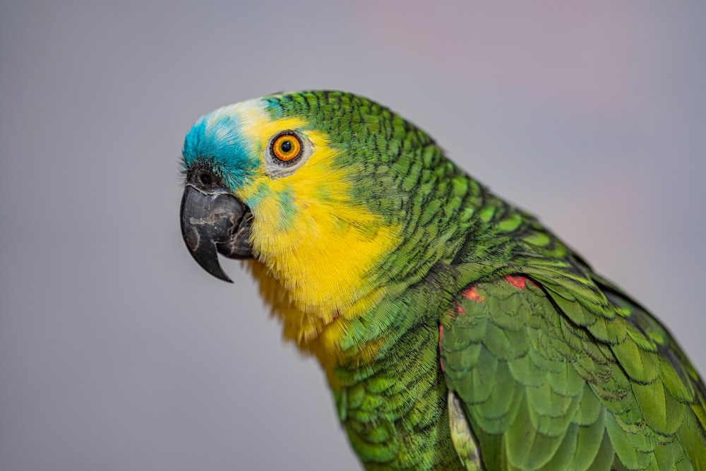 a close up of a green and yellow parrot