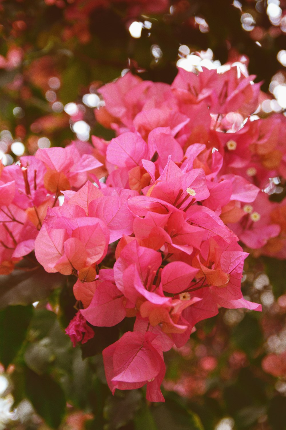 a bunch of pink flowers that are blooming