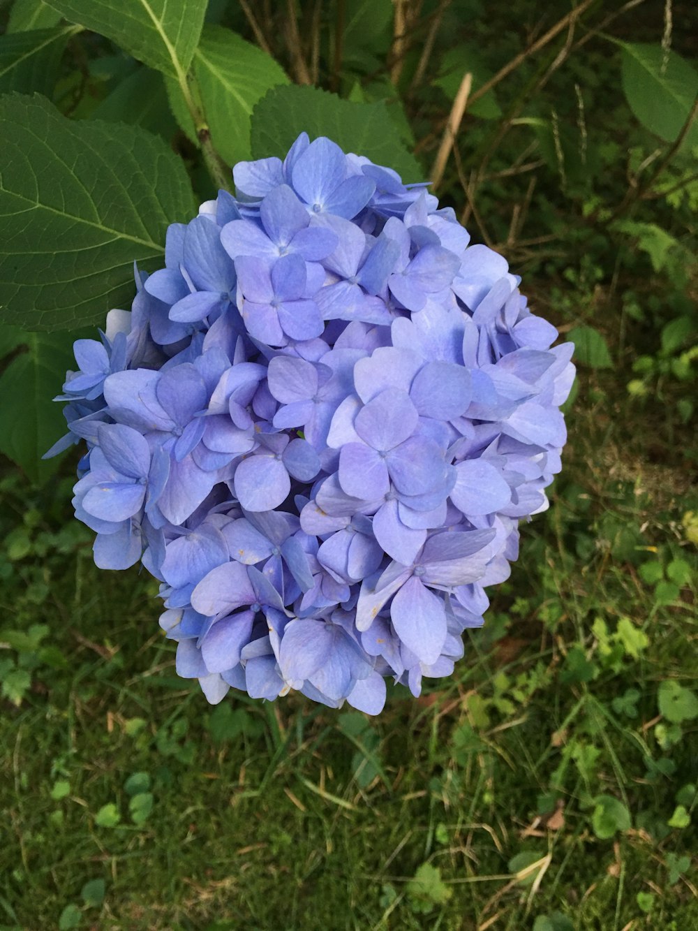 a close up of a blue flower in a field