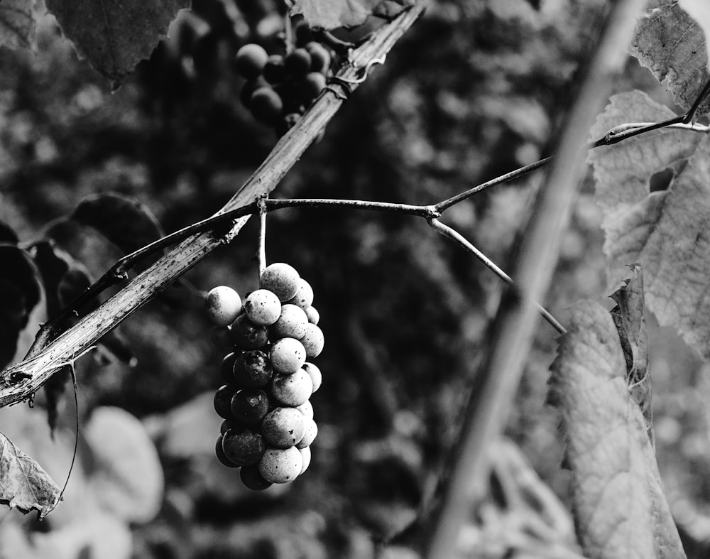 a bunch of grapes hanging from a vine