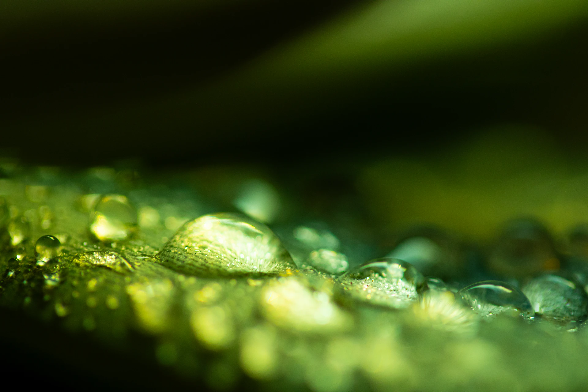 a close up of water droplets on a leaf