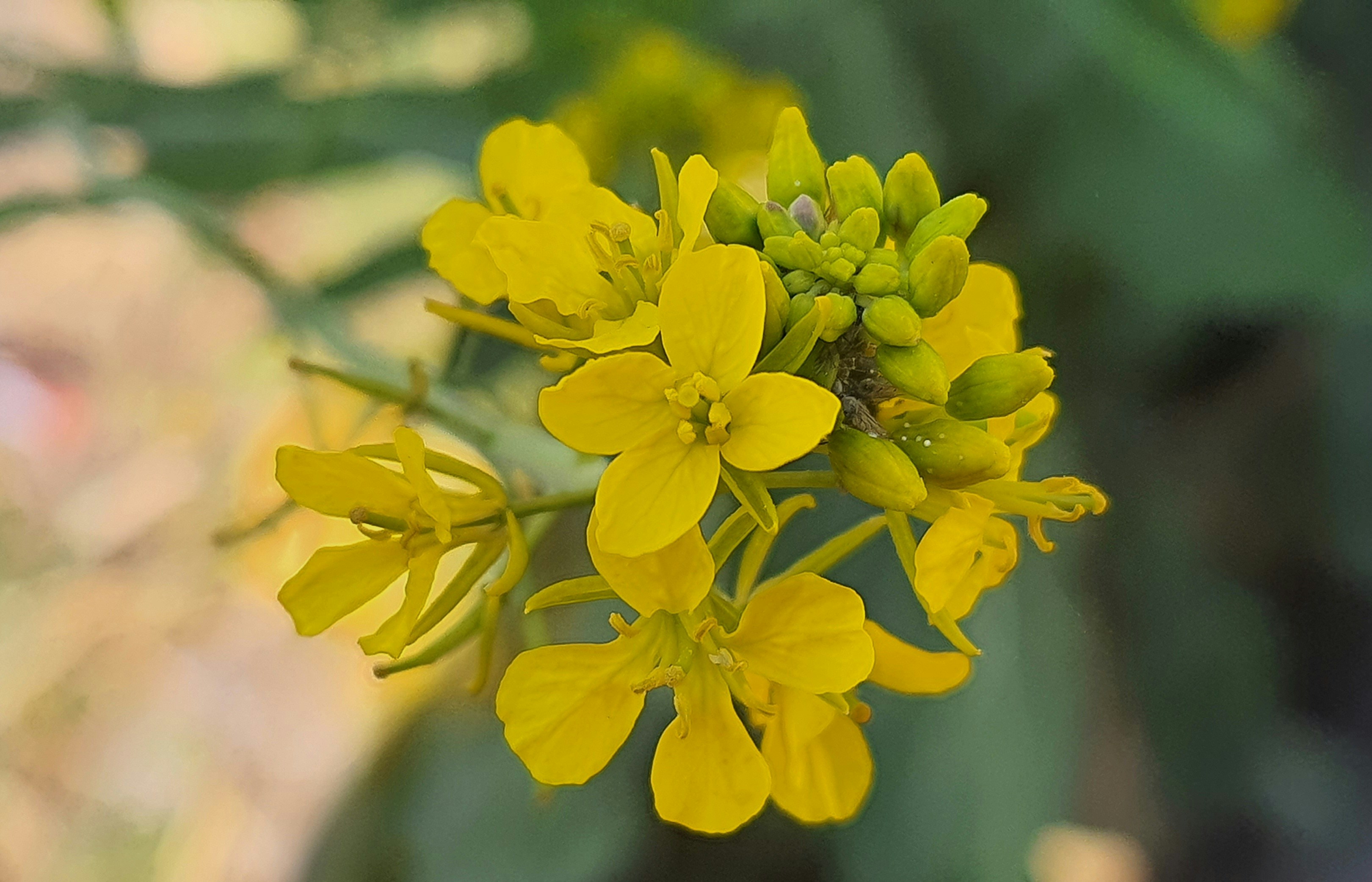 Photo by rajeshbhattarai