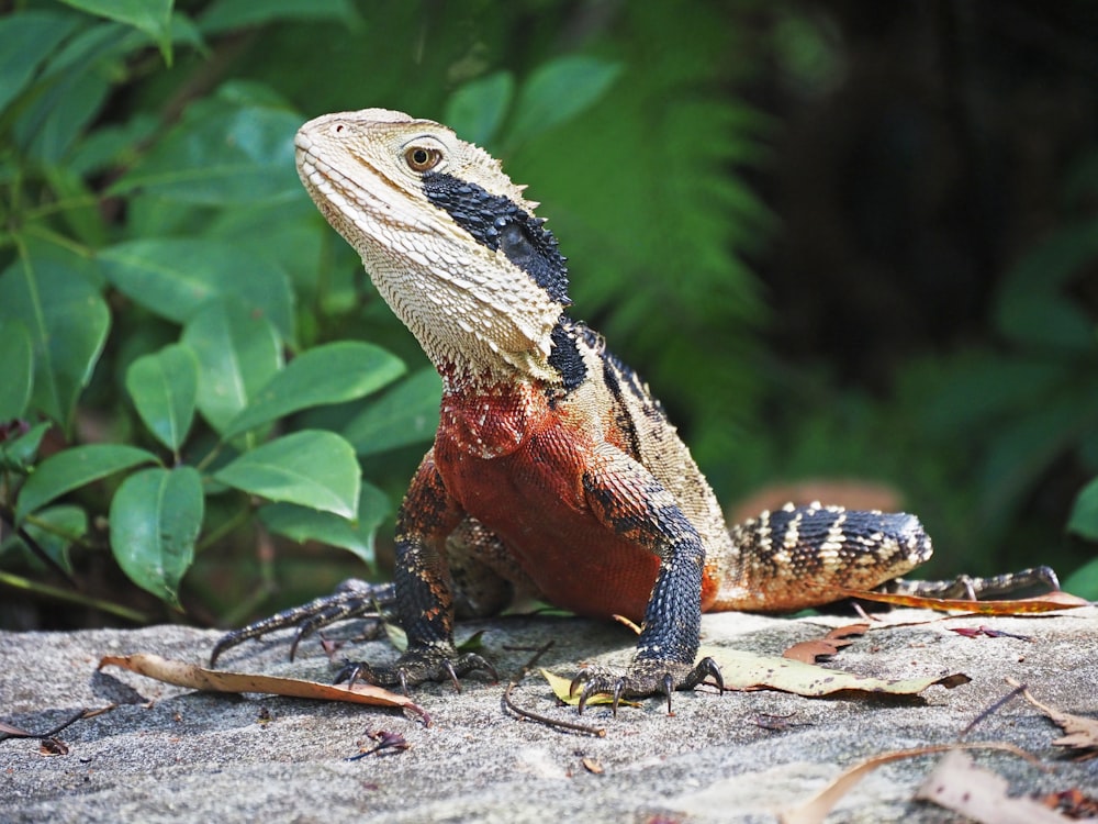 a lizard sitting on top of a rock