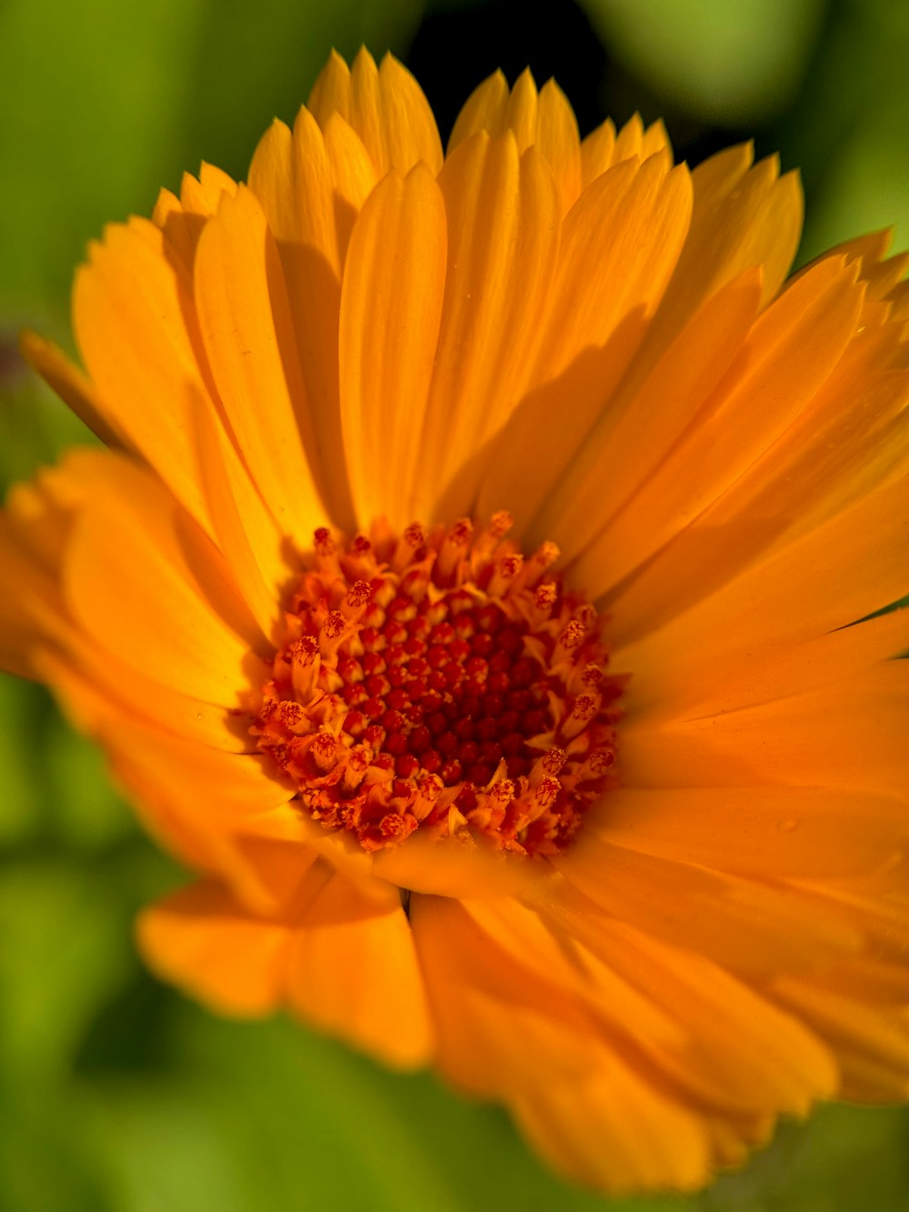 a bright orange flower with a green background