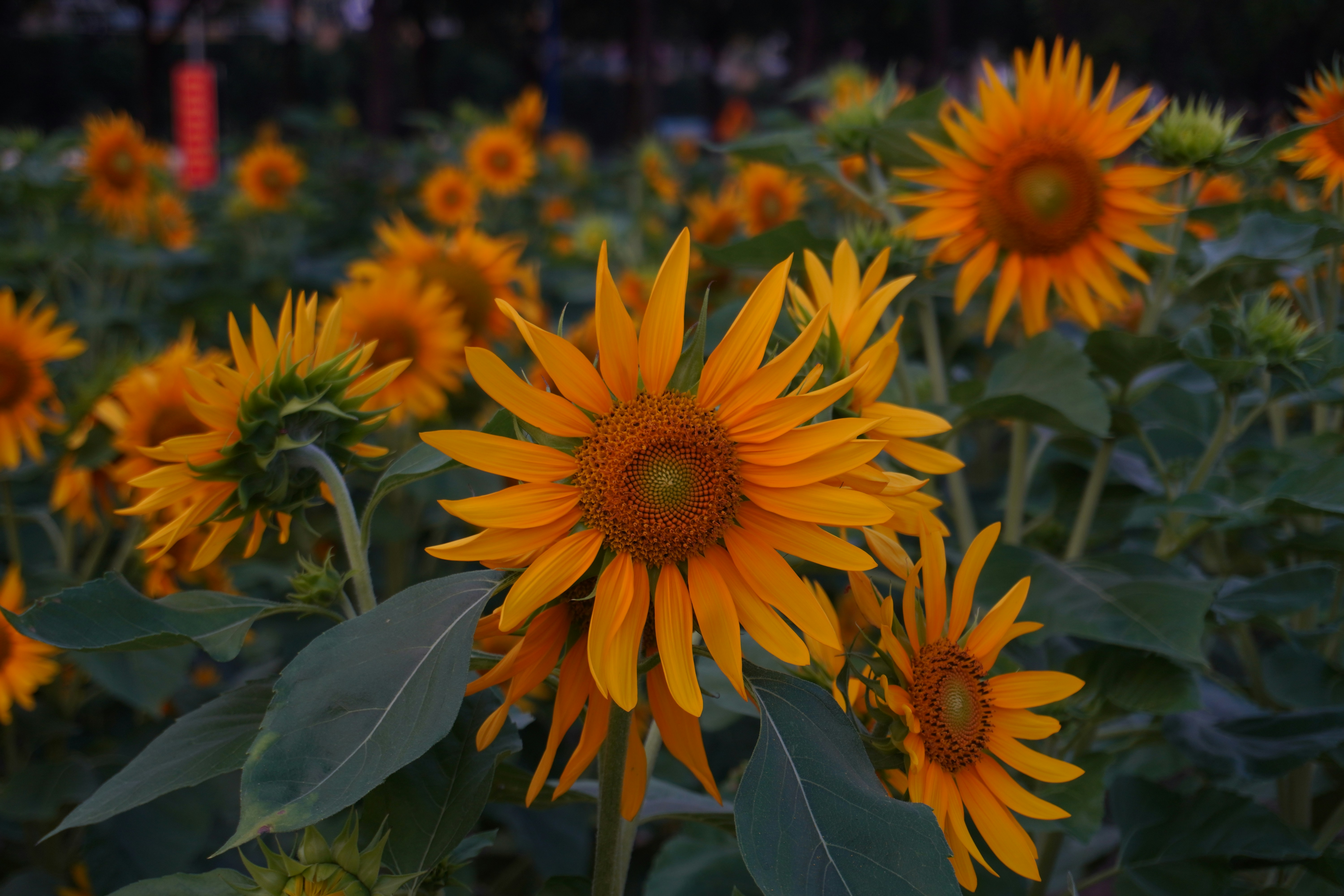 a field full of yellow sunflowers with green leaves