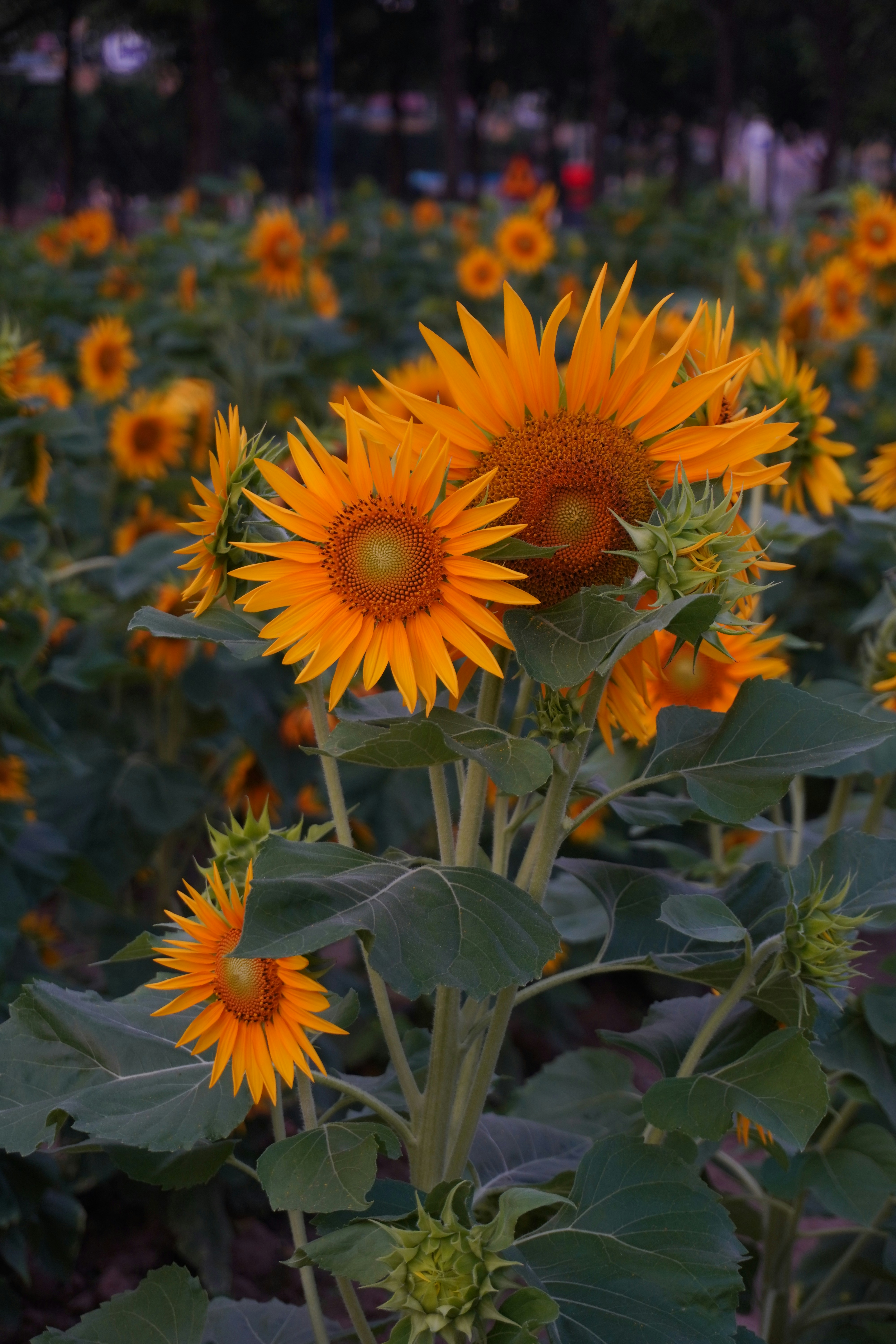 a large field of sunflowers with green leaves