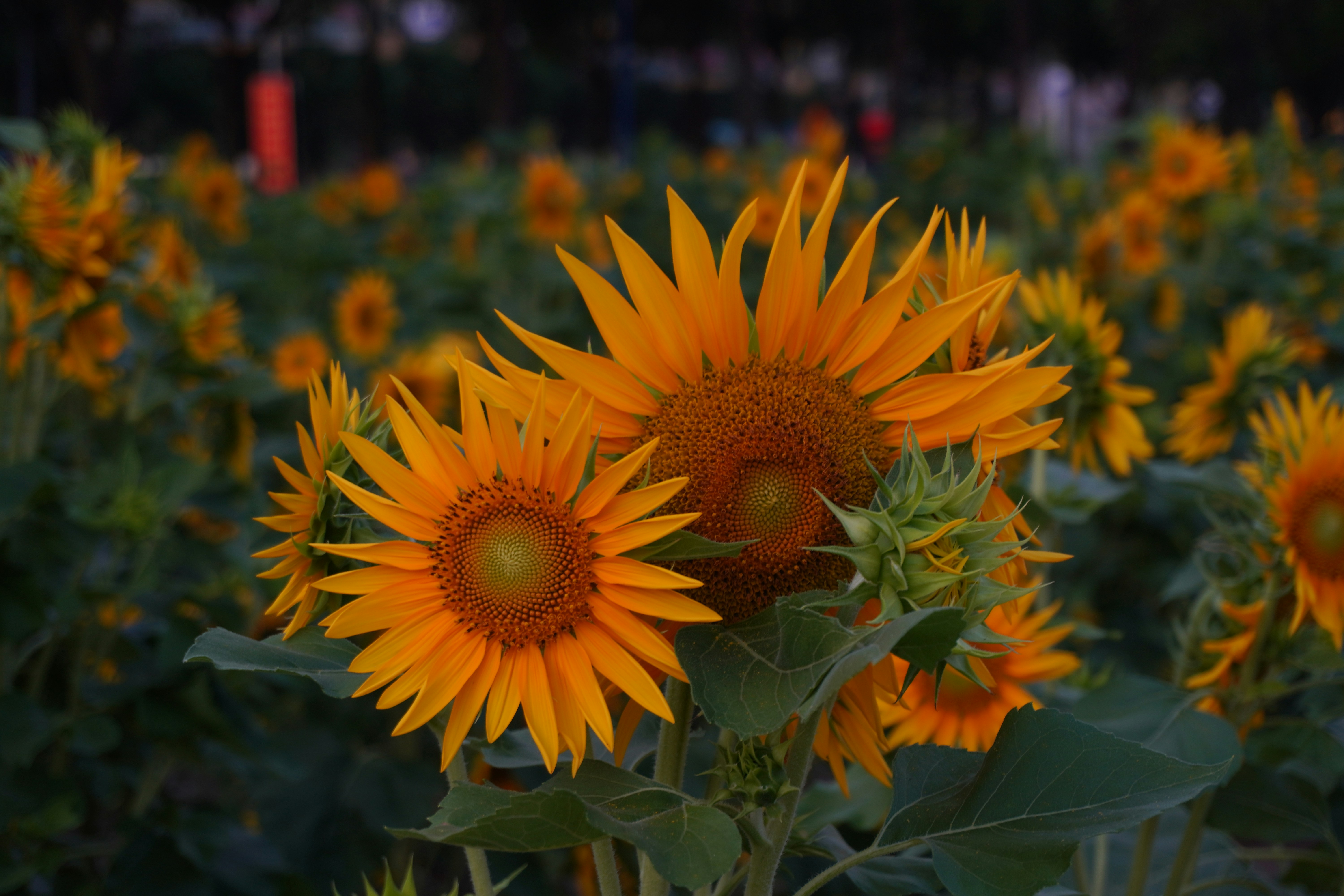 a large field of sunflowers in the middle of the day