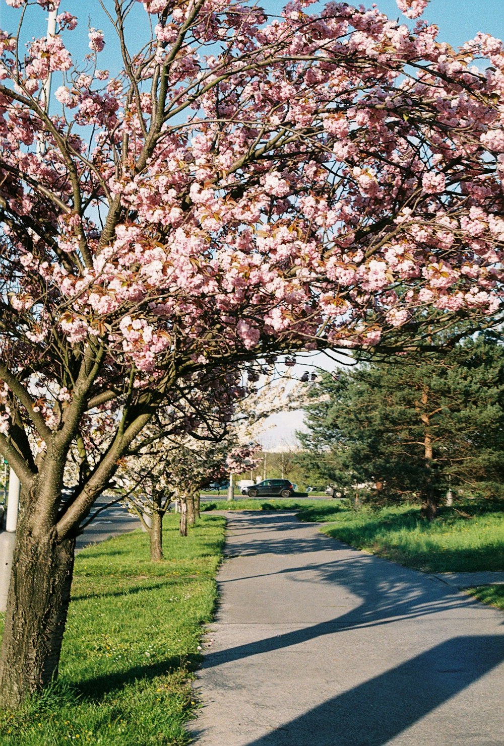 a tree with pink flowers on the side of a road