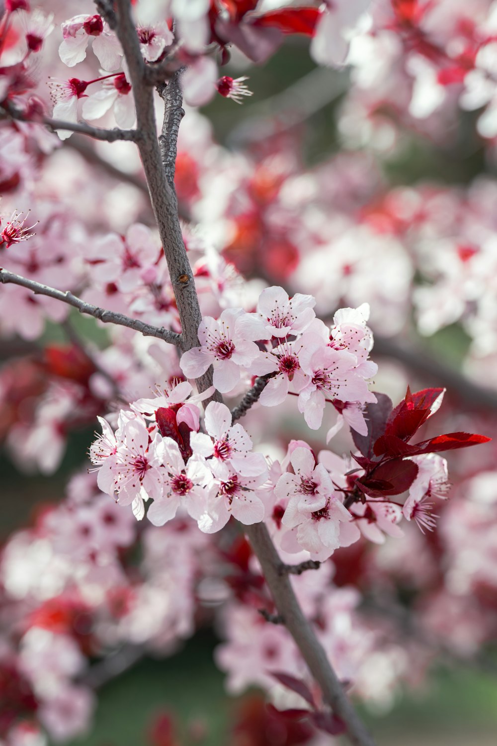 a close up of a flower on a tree