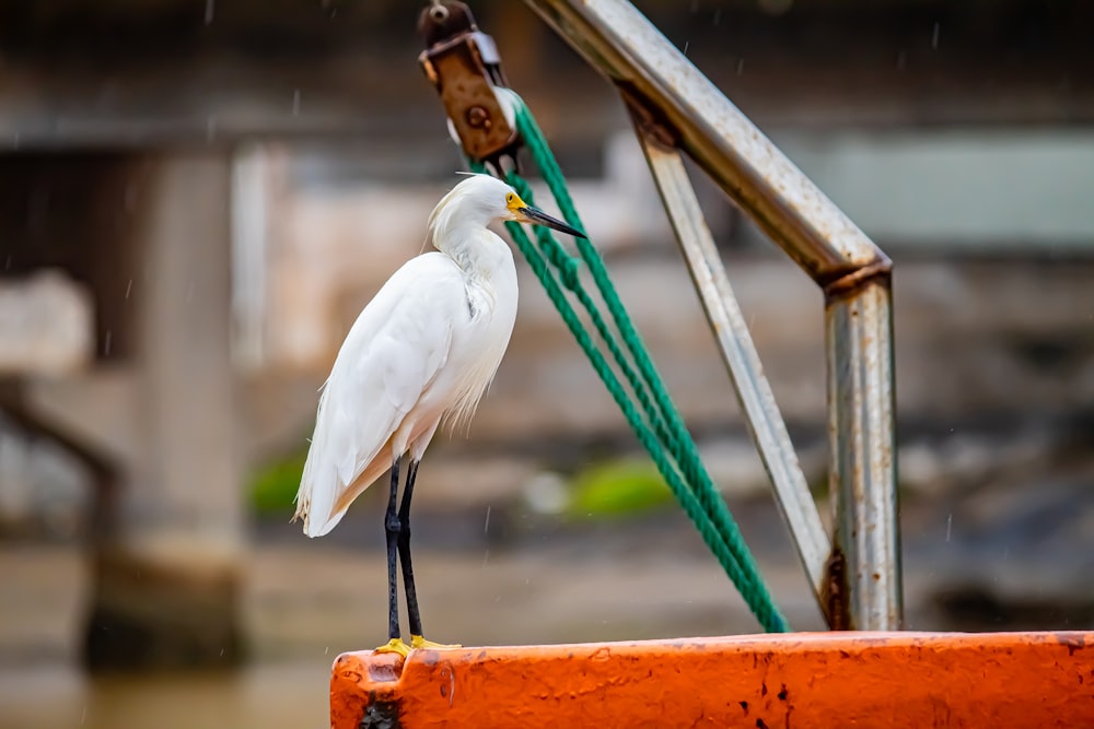 a white bird standing on top of an orange chair