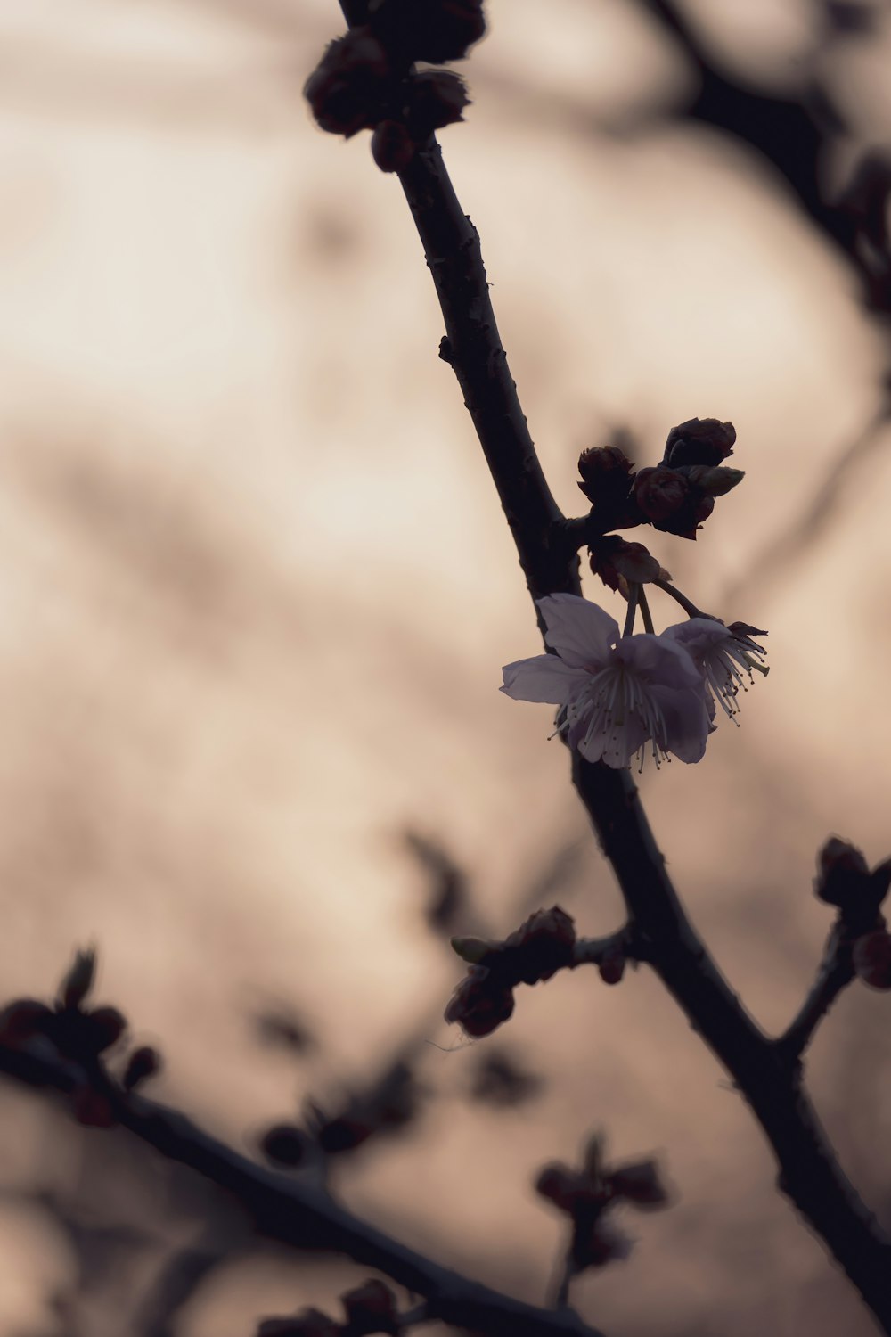 a branch with a flower on it with a sky in the background