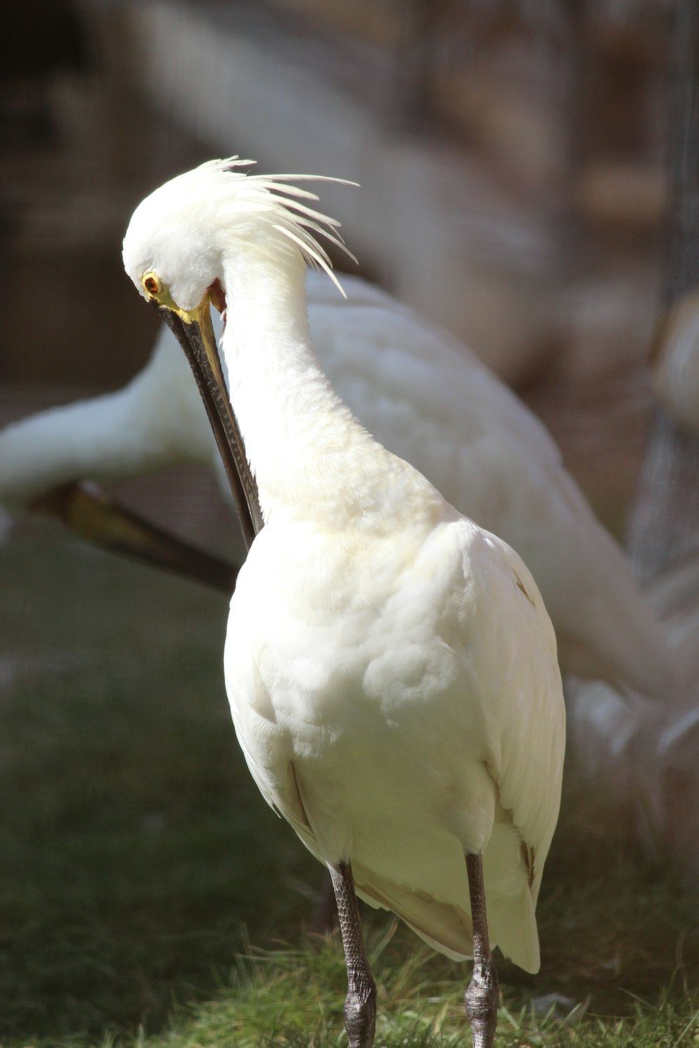 a large white bird standing on top of a lush green field