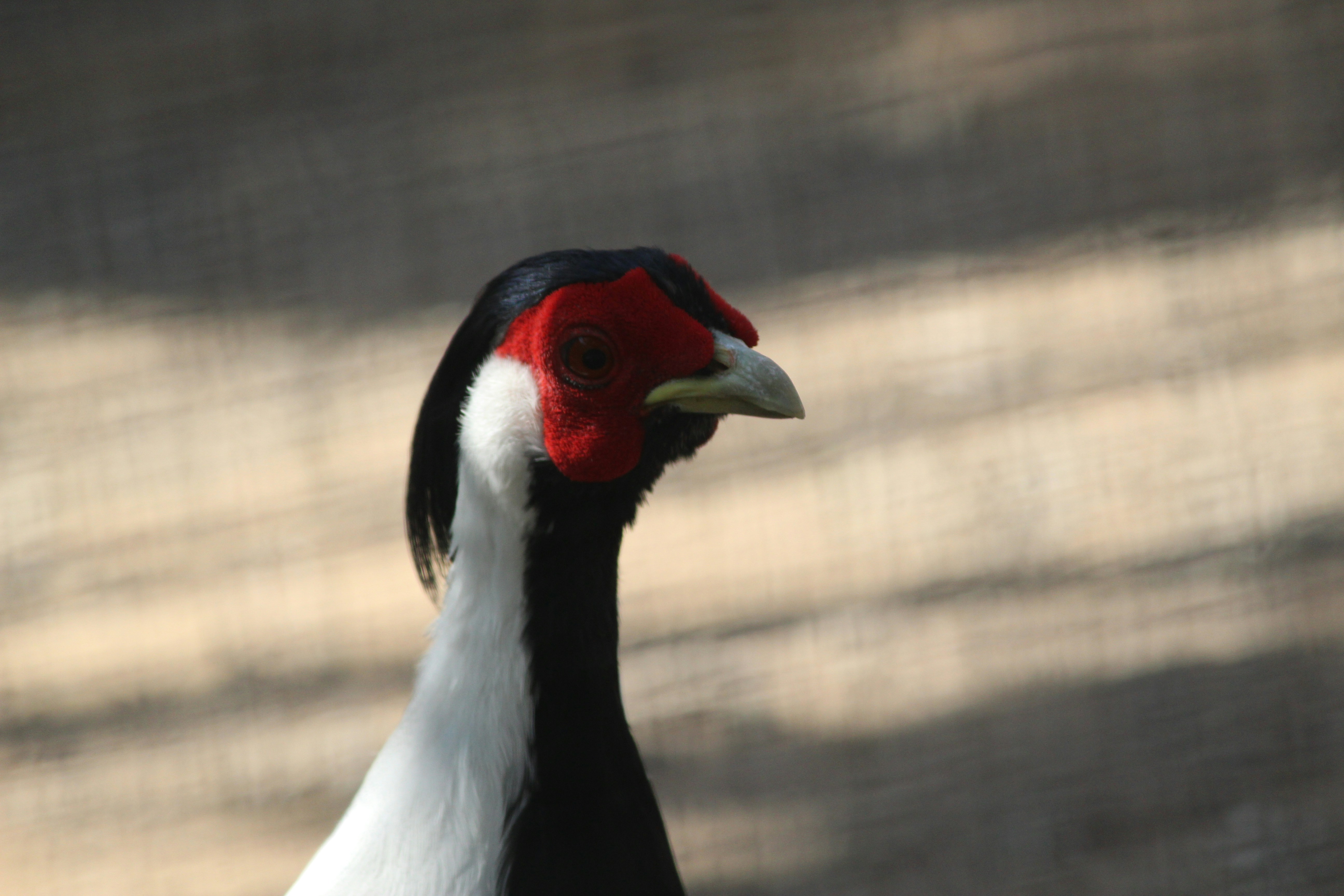 a close up of a bird with a blurry background