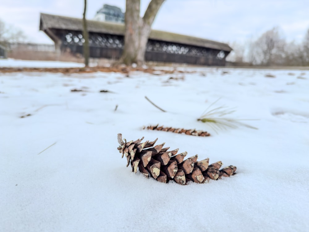 a close up of a pine cone in the snow