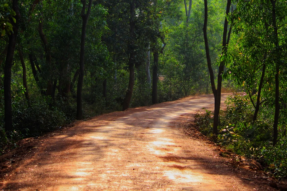 a dirt road in the middle of a forest