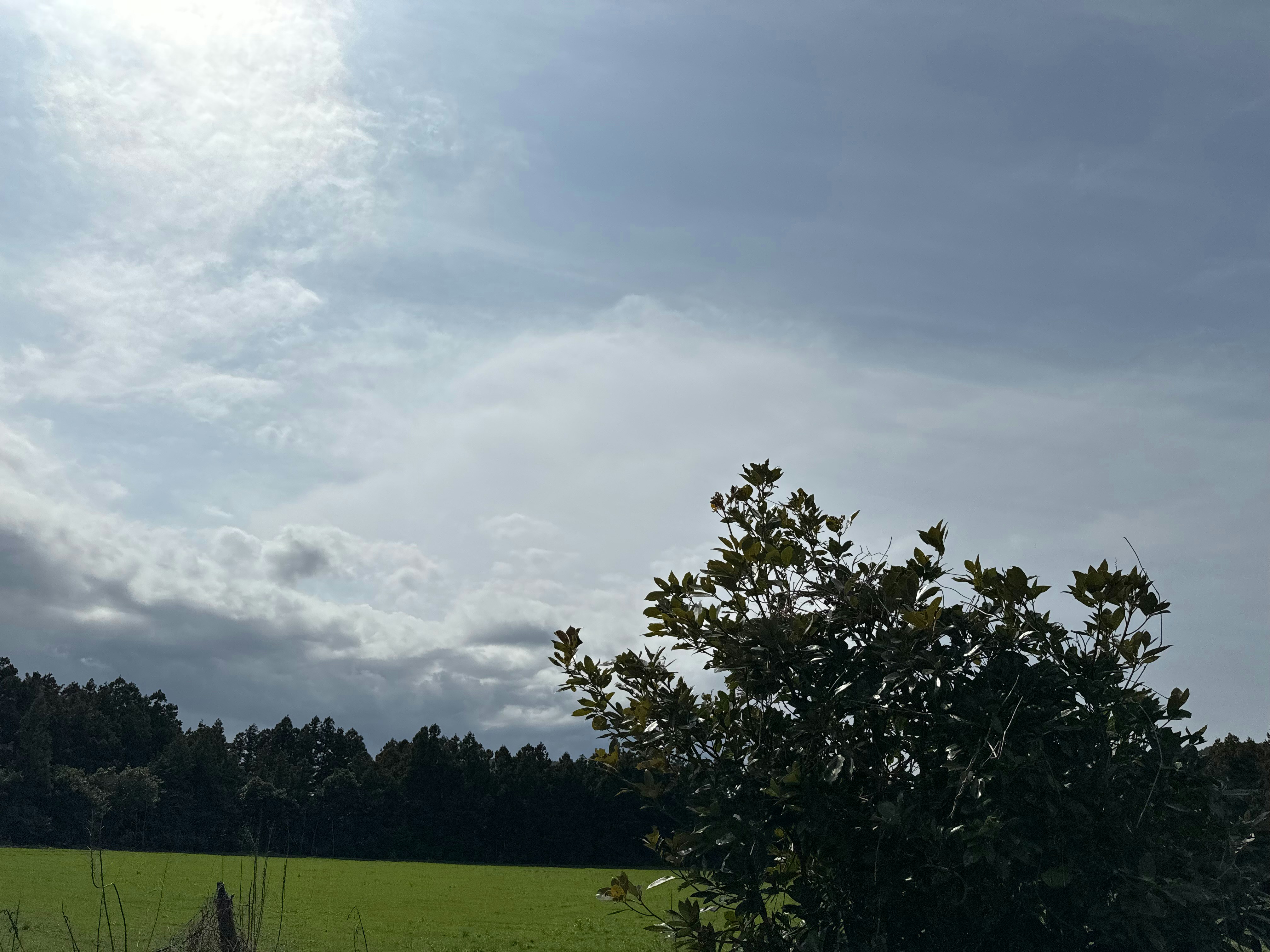 eine grüne Wiese mit Bäumen und Wolken im Hintergrund