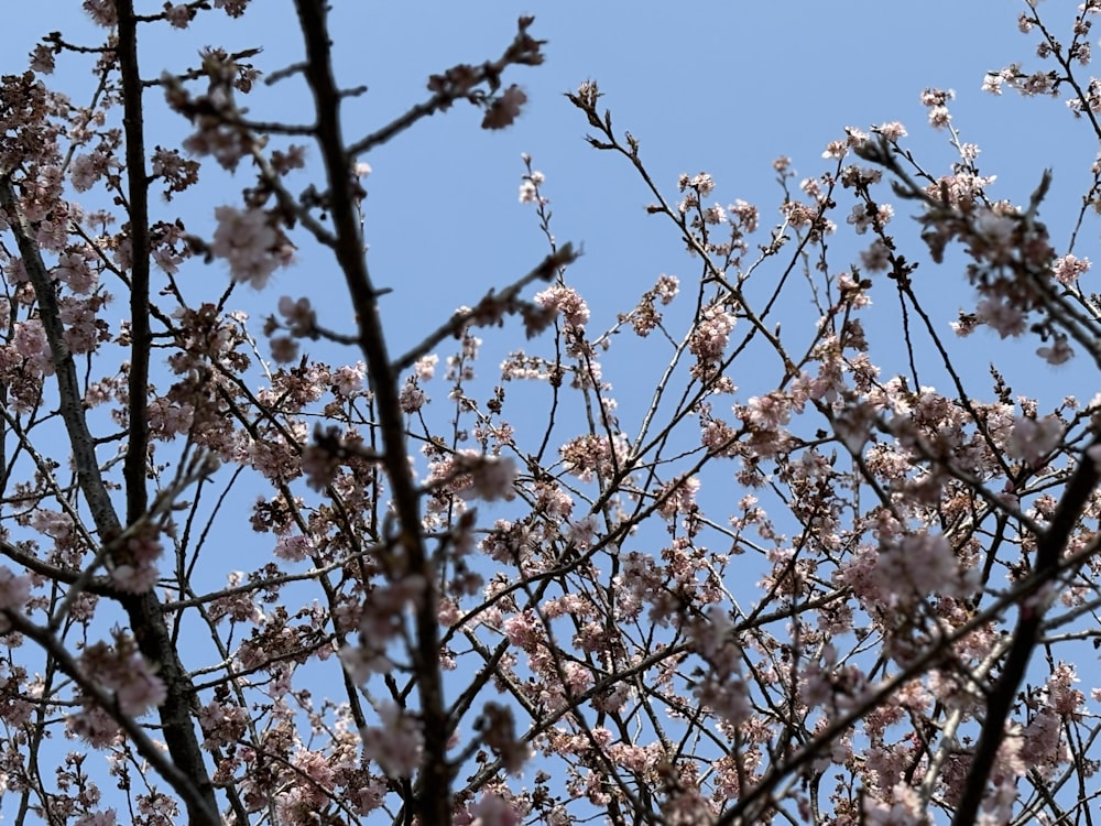 the branches of a tree with pink flowers against a blue sky