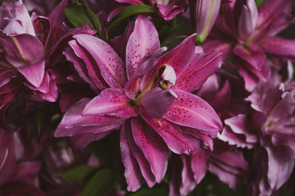 a close up of a bunch of purple flowers