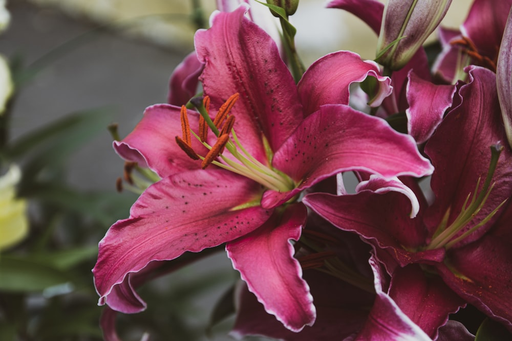 a close up of a bunch of pink flowers