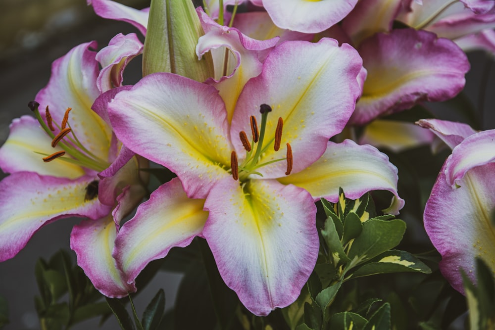 a bunch of pink and white flowers in a vase