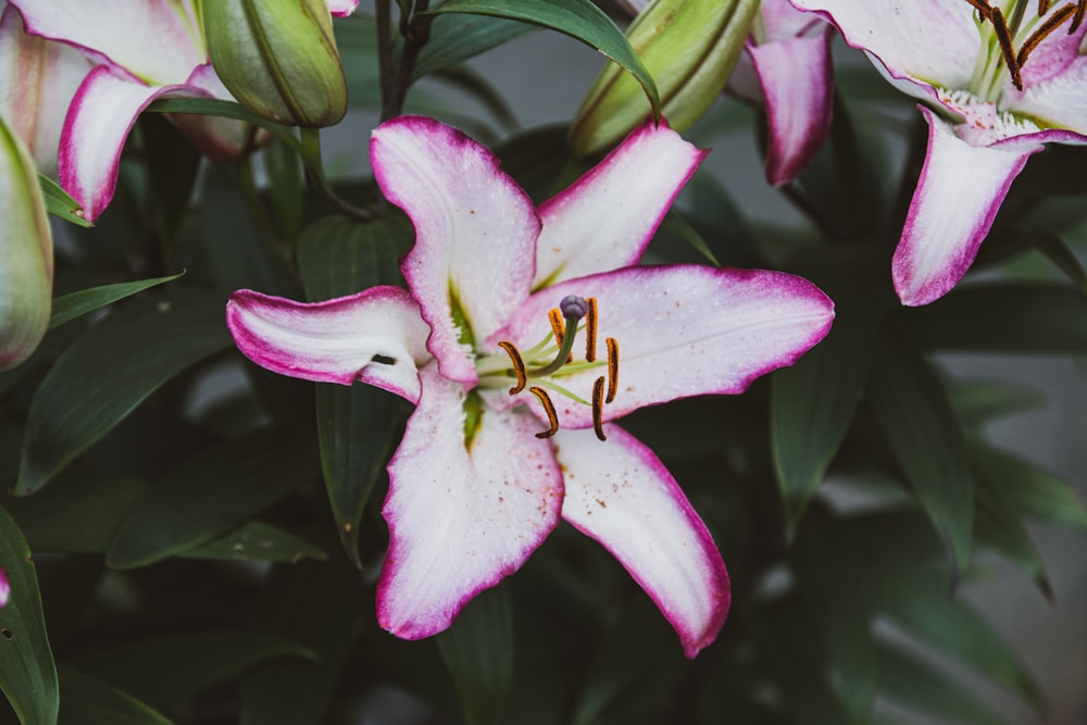 a close up of a pink and white flower