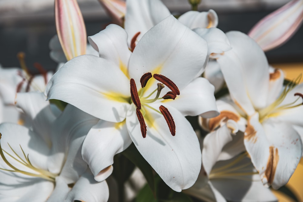 a close up of a bunch of white flowers