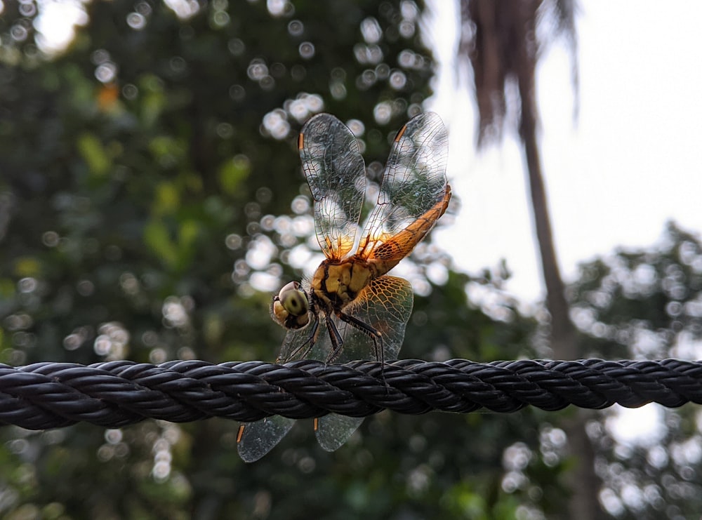 a dragonfly sitting on top of a black rope