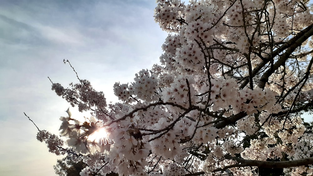 the sun shines through the branches of a cherry blossom tree