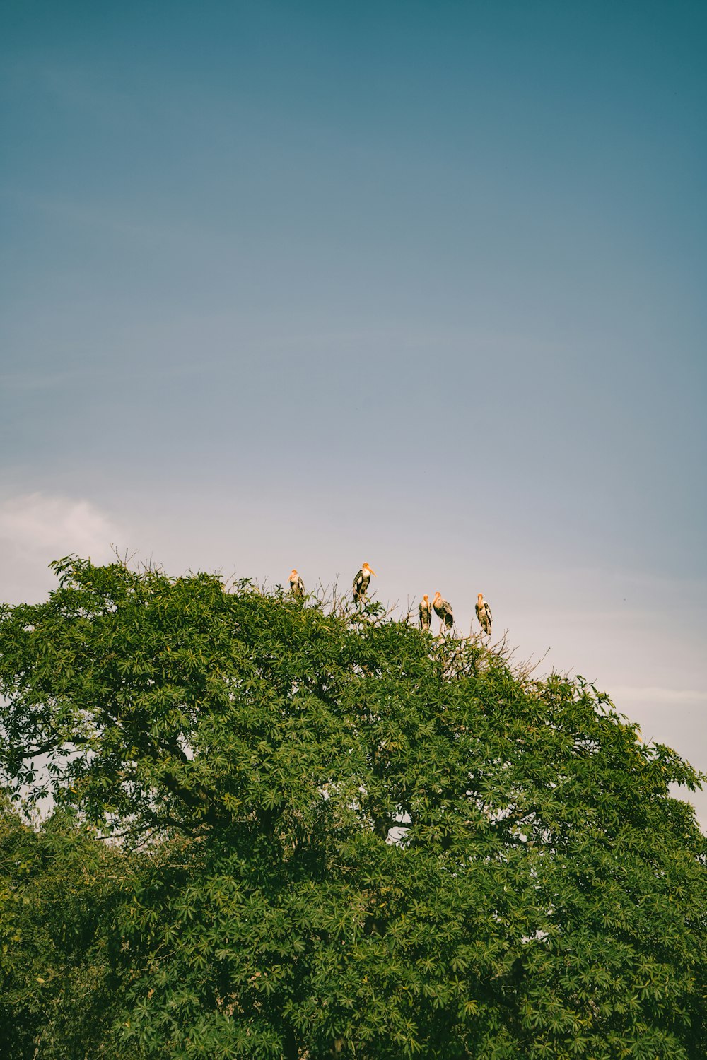 a group of birds sitting on top of a tree