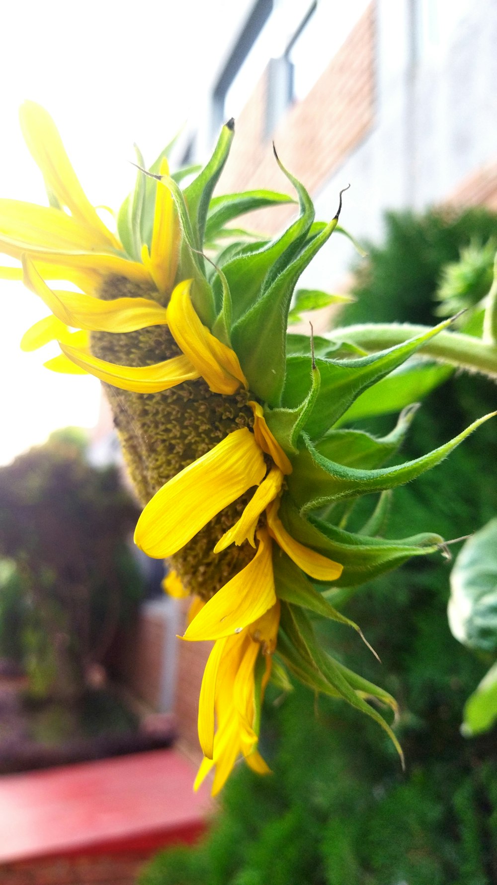 a sunflower is blooming on a sunny day