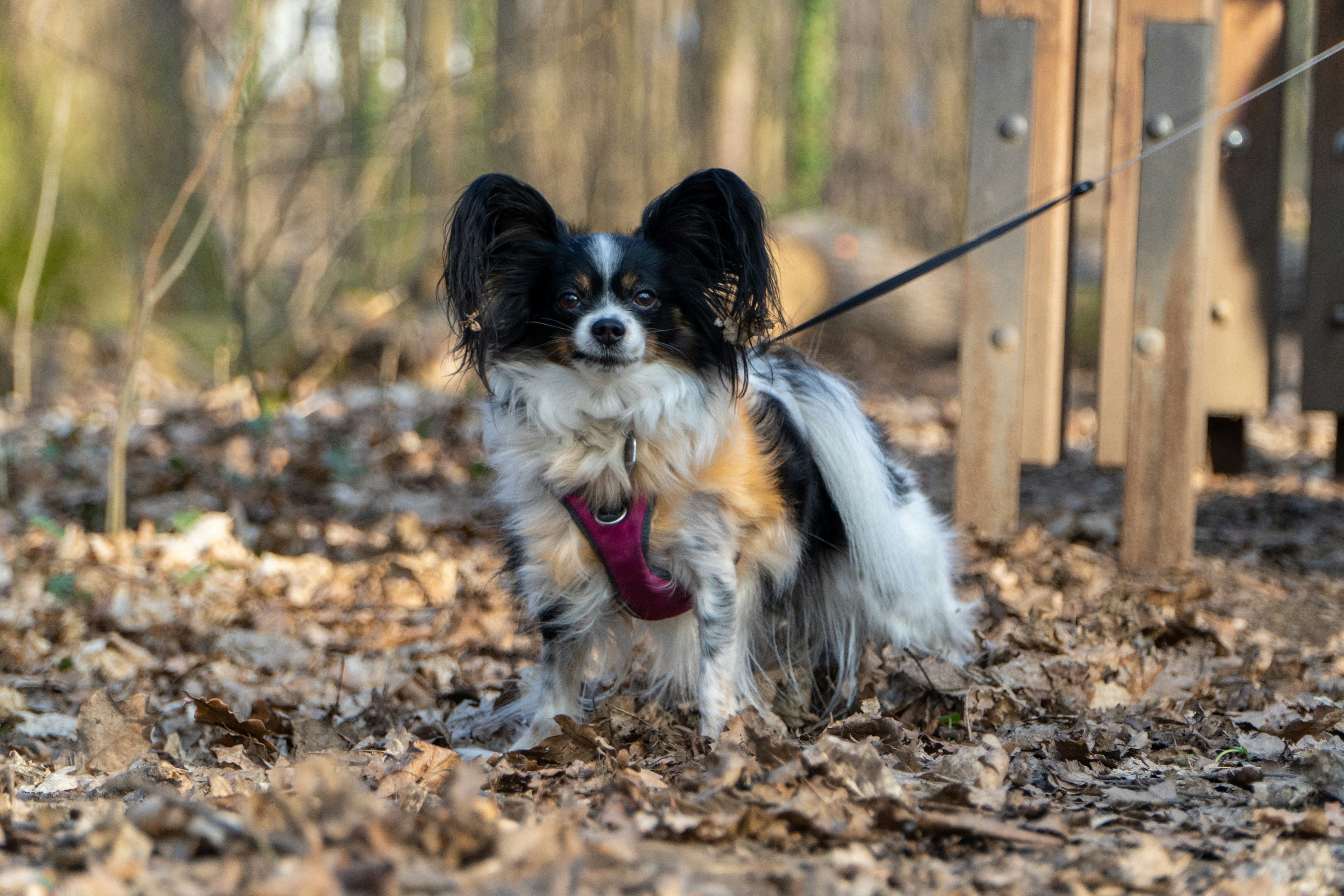 a small dog is tied to a wooden post