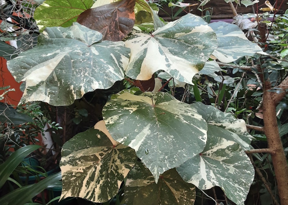 a large green and white plant in a garden