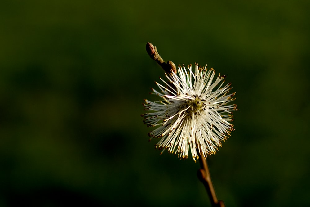 a close up of a flower with a blurry background