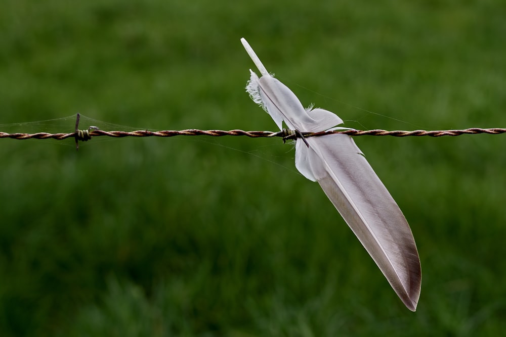 a white feather hanging on a barbed wire