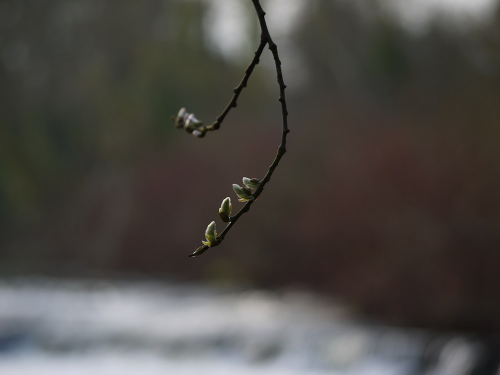 a tree branch with some buds on it